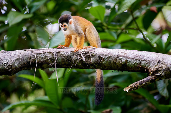 Central American squirrel monkey or red-backed squirrel monkey