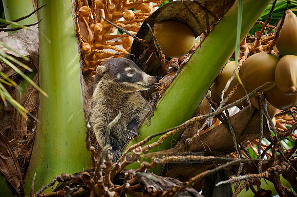 White-nosed Coati, Nasua narica