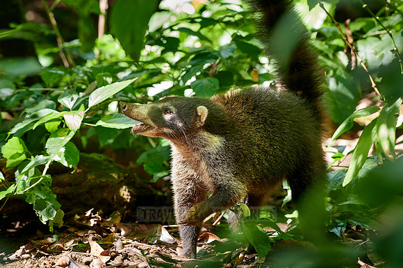 White-nosed Coati, Nasua narica