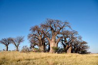 Baines Baobabs