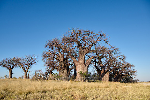 Baines Baobabs