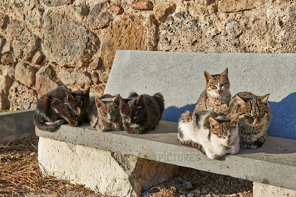 group of cats sitting  at Medieval fortress