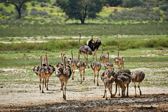 ostrich with chicks, Struthio camelus