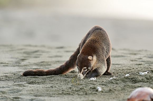 White-nosed Coati plunders nest with turtle eggs