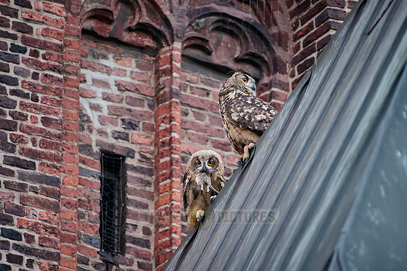 Eurasian eagle-owl feeds fledling with a rat on a church