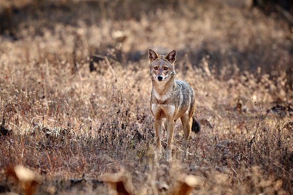 Indian golden jackal or common jackal (Canis aureus)