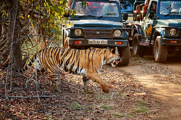 Bengal tiger (Panthera tigris tigris) between safari cars