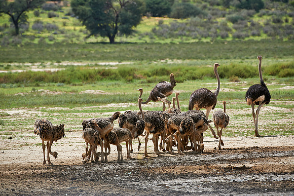 ostrich with chicks, Struthio camelus