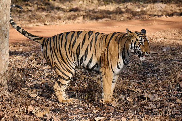 Bengal tiger (Panthera tigris tigris)