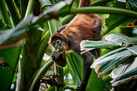 ornate spider monkey (Ateles geoffroyi ornatus)