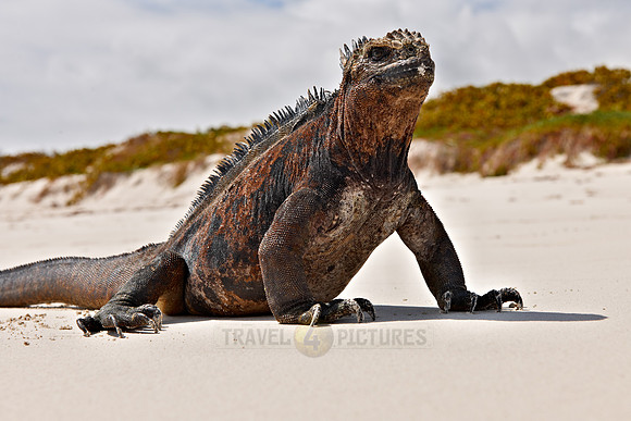 Marine Iguana, Amblyrhynchus cristatus