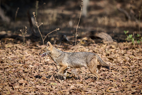 Indian golden jackal or common jackal (Canis aureus)