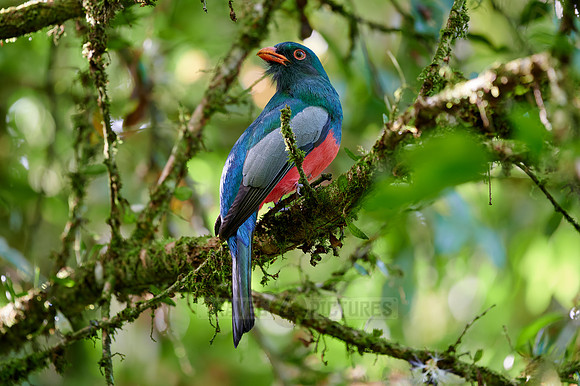 Slaty-tailed trogon (Trogon massena)