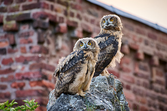 Eurasian eagle-owl (Bubo bubo), two youngster on a rock