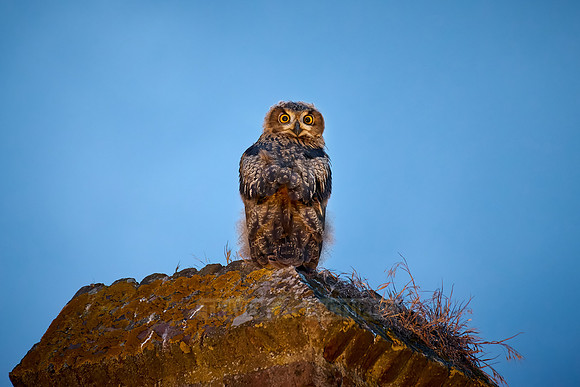 Eurasian eagle-owl (Bubo bubo), youngster on a a wall