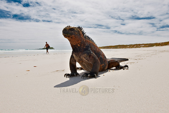 Marine Iguana, Amblyrhynchus cristatus