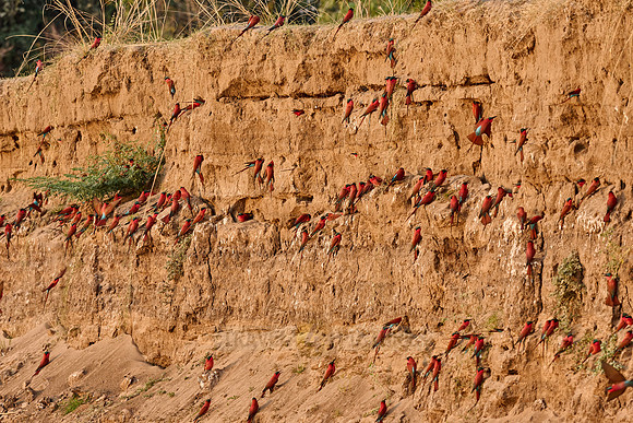 Kolonie Karminspinte (Merops nubicus) |southern carmine bee-eater (Merops nubicoides)|