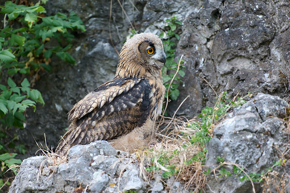 Eurasian eagle-owl (Bubo bubo), youngster on a rock