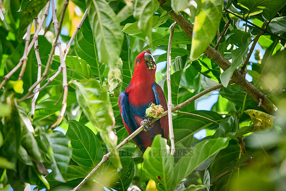 Papuan eclectus, red-sided eclectus or New Guinea eclectus, Eclectus roratus