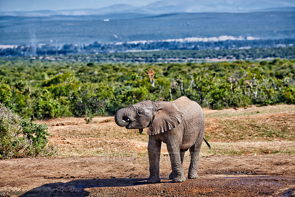 young African bush elephant