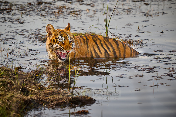 Bengal tiger cub inside a lake (Panthera tigris tigris)