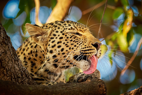 portrait of a young African leopard