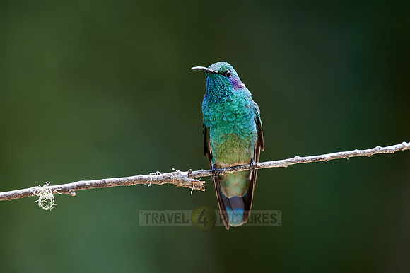 lesser violetear (Colibri cyanotus)