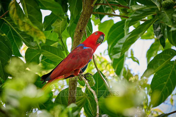 Papuan eclectus, red-sided eclectus or New Guinea eclectus, Eclectus roratus