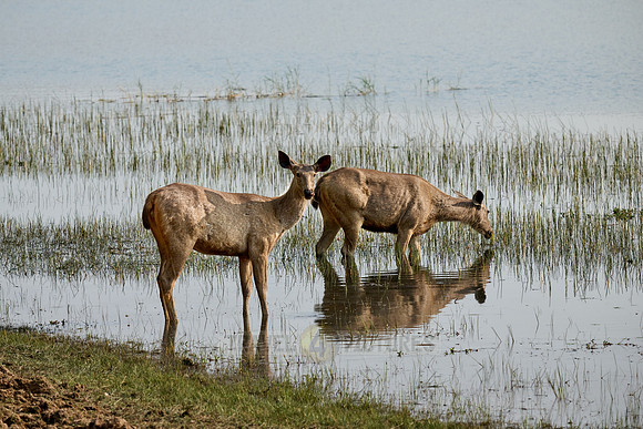Sambar (Rusa unicolor)