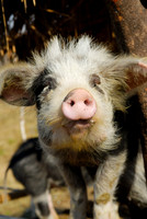 funny domestic pig in a village near Lake Inle