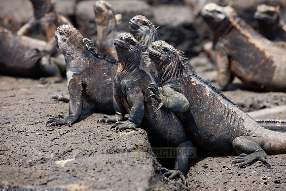 Marine Iguana, Amblyrhynchus cristatus