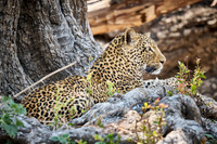 African leopard (Panthera pardus pardus)
