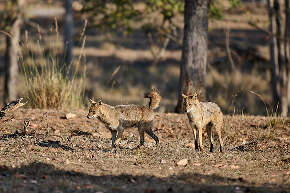 Indian golden jackal or common jackal (Canis aureus)