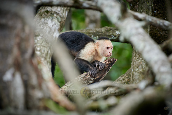 Panamanian white-faced capuchin (Cebus imitator)