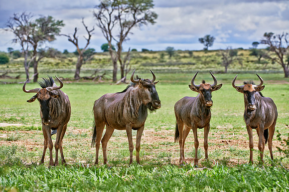Blue wildebeests, Connochaetes taurinus