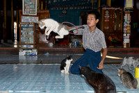 Jumping Cat in Nga Phe Kyaung Monastery