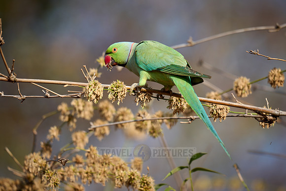 Indian rose-ringed parakeet (Psittacula krameri manillensis)