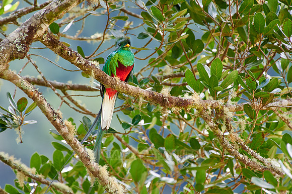 brightly colorful male Resplendent quetzal on a wild avocado tree