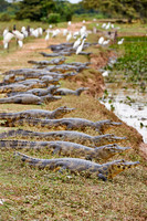huge group yacare caiman