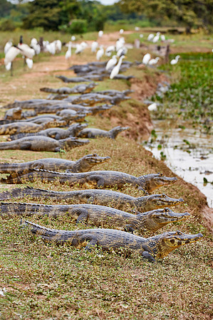 huge group yacare caiman