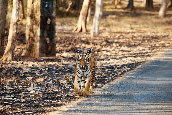 Bengal tiger (Panthera tigris tigris)