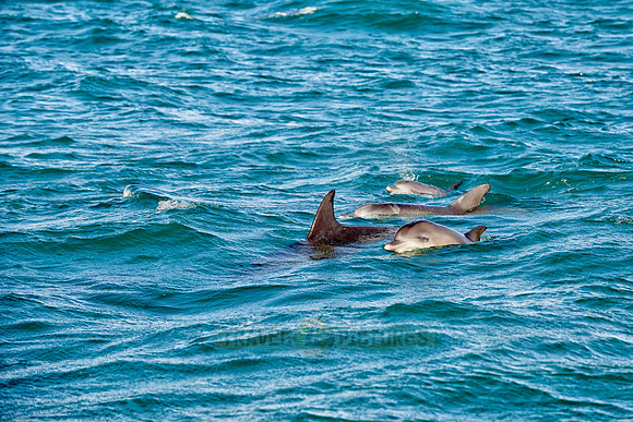 herd of hunting bottlenose dolphin