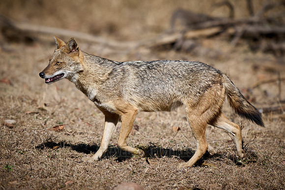 Indian golden jackal or common jackal (Canis aureus)