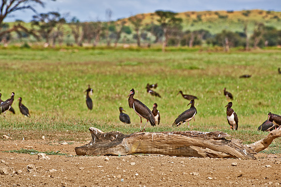 Abdim's Stork