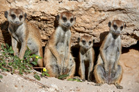 Erdmaennchen, Suricata suricatta  |meerkat or suricate, Suricata suricatta|