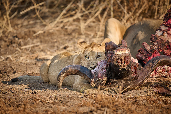 lion cub (Panthera leo) at buffalo kill