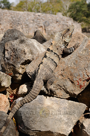 Black Spiny-tailed Iguana or Black Iguana