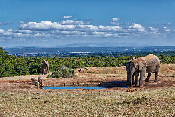 elephants and warthogs
