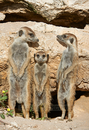 meerkat or suricate, Suricata suricatta