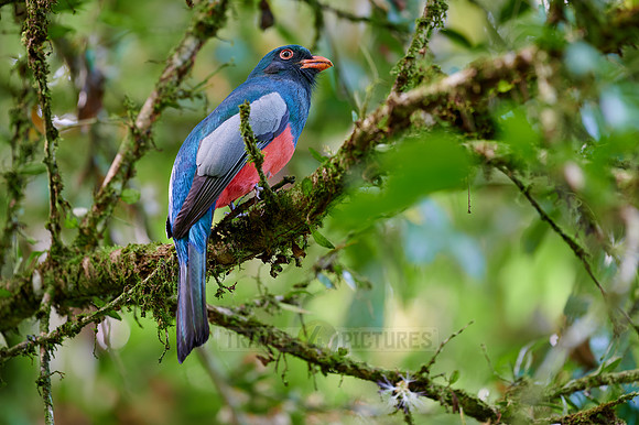 Slaty-tailed trogon (Trogon massena)